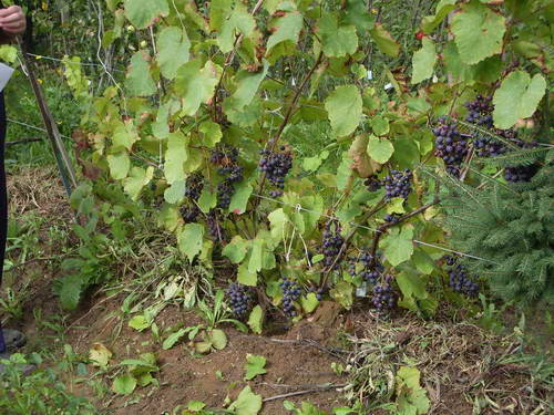 Ошибки высадки саженцев винограда: невнимание к особенностям климата и перекормка удобрениями