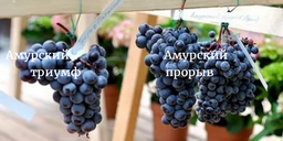 Сорта Амурского винограда и Смоленского триумфа. Зимостойкость