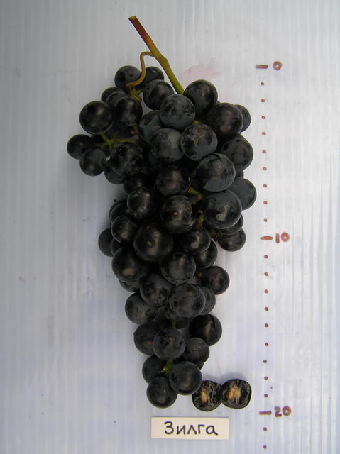 Виноград из косточки выращивание