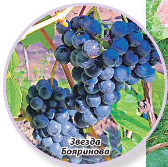 Виноград неукрывной Звезда Бояринова
