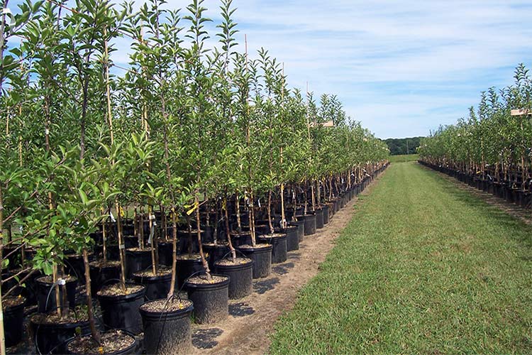 Приготовьте свой сад к лету: где купить качественные саженцы плодовых деревьев?